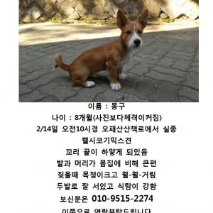 서울강북 웰시코기믹스견 수컷 실종되었습니다.