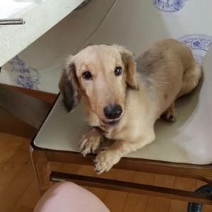 7년된 갈색 닥스훈트찾습니다. 부천상동