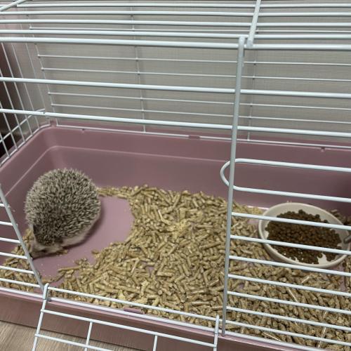 고슴도치분양해요(경남 양산)