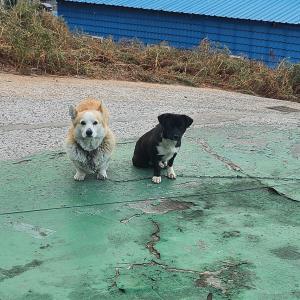 경남 남해에서 강아지를 찾습니다.