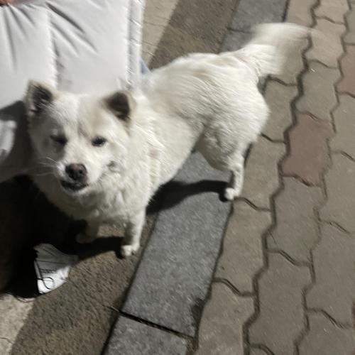 화성시 기산동에서 강아지를 발견했습니다