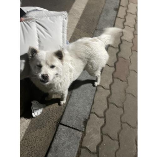 화성시 기산동에서 강아지를 발견했습니다
