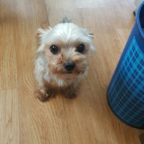 요크셔보호중입니다.