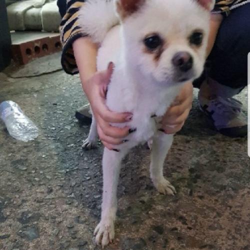 부산사상터미널포메임보중