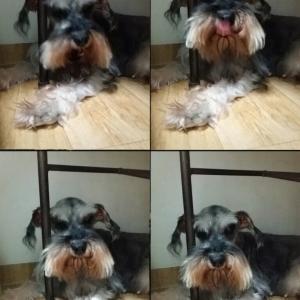 청천동 슈나우져 찾습니다.