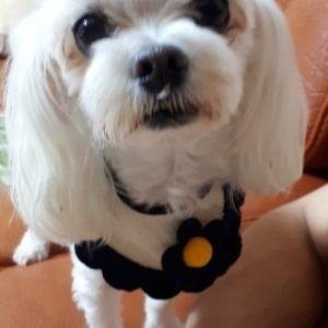 [전국] 말티즈 여아 찾습니다