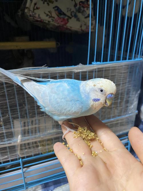 광주 북구 용봉동 앵무새찾아요