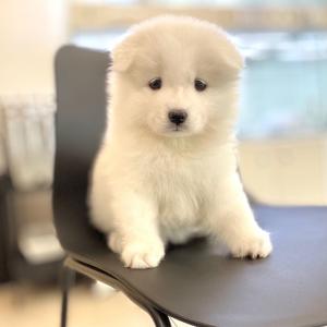 [ 40만원 ] 사모예드 공주님 분양보내요..