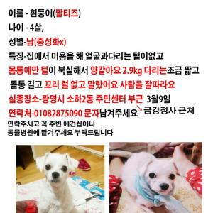 흰둥이를 찾습니다.