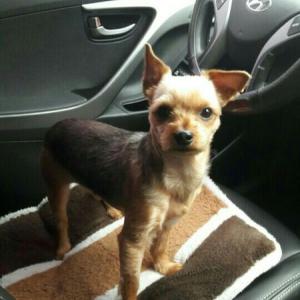 초롱이를 찾습니다!