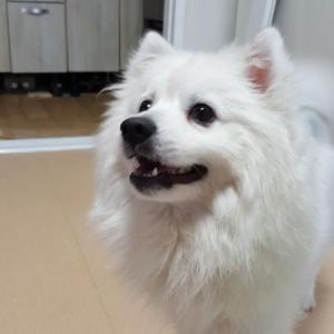 스피츠 남아 찾습니다