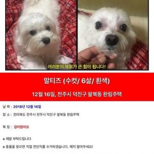 강아지를 찾습니다