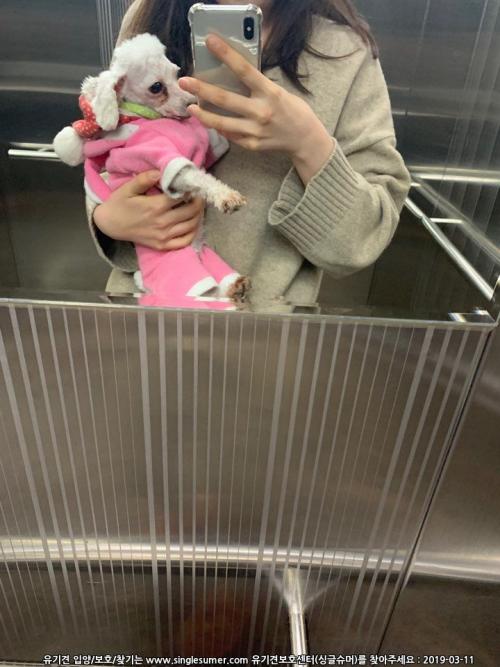 푸들 흰색 남아 중구 태평동 삼부아파트 근처 버스정류장에서 발견되었습니다