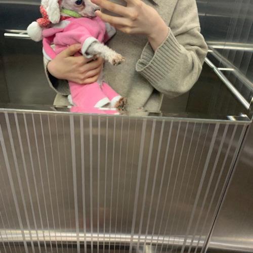 푸들 흰색 남아 중구 태평동 삼부아파트 근처 버스정류장에서 발견되었습니다