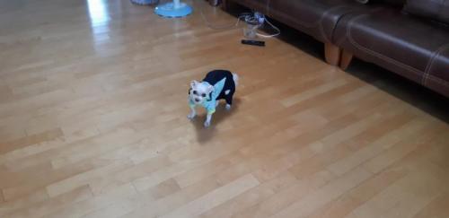 말티즈 남아 10세 유기견 보호중입니다.