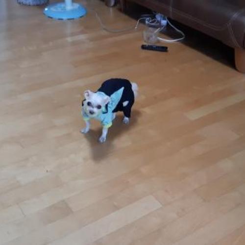 말티즈 남아 10세 유기견 보호중입니다.