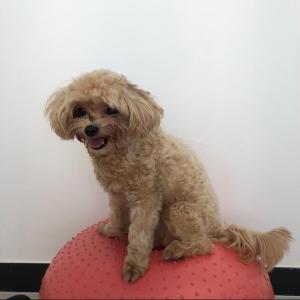 크림색 말티푸 찾습니다