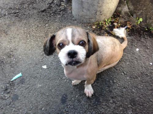 2014년 8월 9일 부산시 금정구 두실역 부근에서 발견한 강아지 주인을 찾습니다!!!