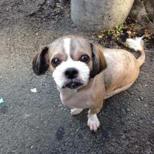 2014년 8월 9일 부산시 금정구 두실역 부근에서 발견한 강아지 주인을 찾습니다!!!