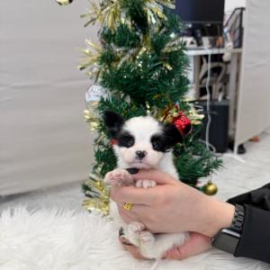 2개월령 파피용 분양해요