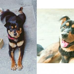 응암동에서 미귀가 중인 저의 가족 타니에게 도움을 주세요 (응암동 일대, 시립은평병원 언덕길, 불광천 함께 자주 갔음)