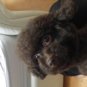 옥련동 초코푸들 마르고 작은강아지 찾아요