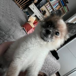 실종 된 우리. 강아지좀 찾아주세요ㅠㅠ