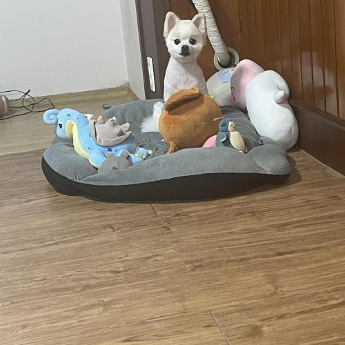 임보중인 6살 포메 여아 입양 보내요~ 중성화ok