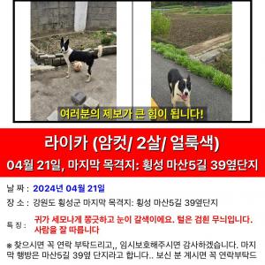 순한 대형견 찾습니다