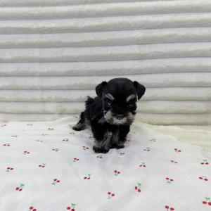 ( 50만 ) 똑똑하고 충직한 슈나우저 공주님 평생 가족을 찾습니당