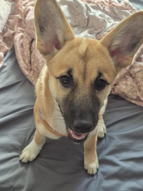 믹스견 만두 여아 가족을 찾습니다