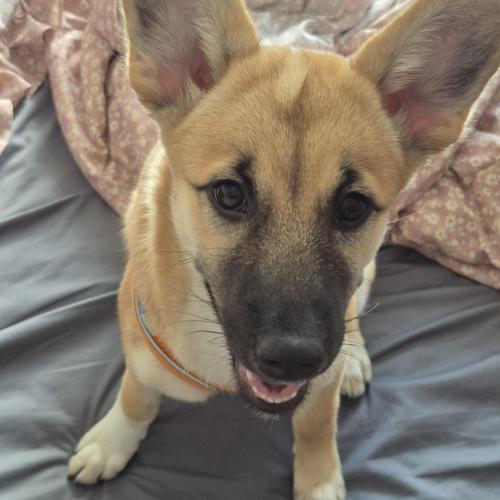 믹스견 만두 여아 가족을 찾습니다