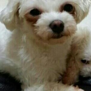 7월19일4시경 경북포항.상대시장근처(말티즈1년6개월)잃어버렸습니다.