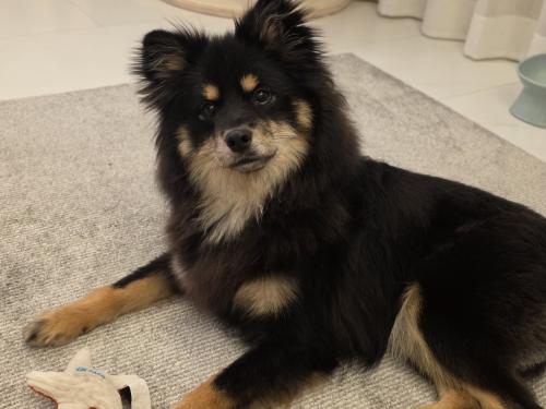 멋진 쫑구의 가족이 되어주세요