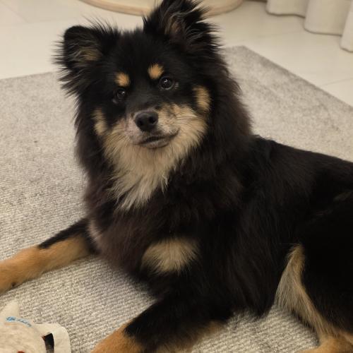 멋진 쫑구의 가족이 되어주세요