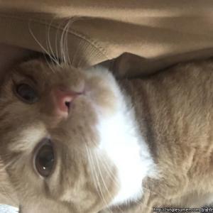 고양이 찾습니다