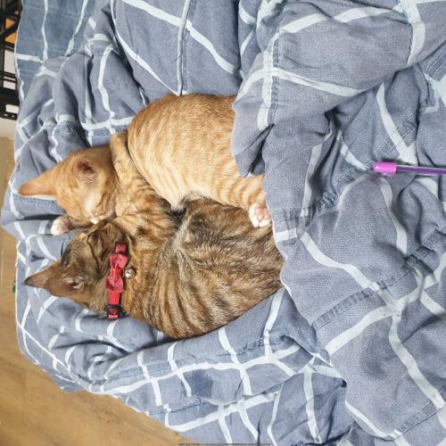 6냥이가 철장안에갇혀 버려져 있었어요...한마리라도 괜찮으니..