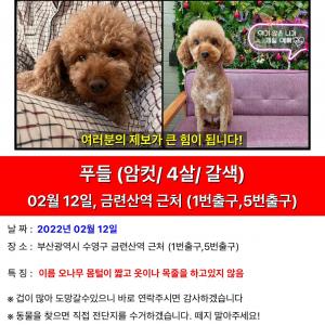 갈색푸들 나무를 찾습니다