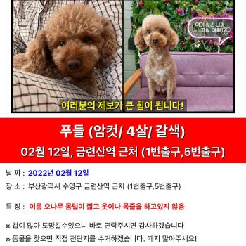 갈색푸들 나무를 찾습니다