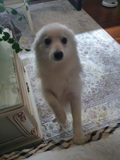 서울시 강서구/ 인천시 계양구/스피츠/남아/1살-2살 추정/얌전