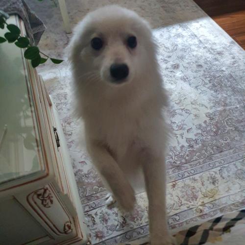 서울시 강서구/ 인천시 계양구/스피츠/남아/1살-2살 추정/얌전