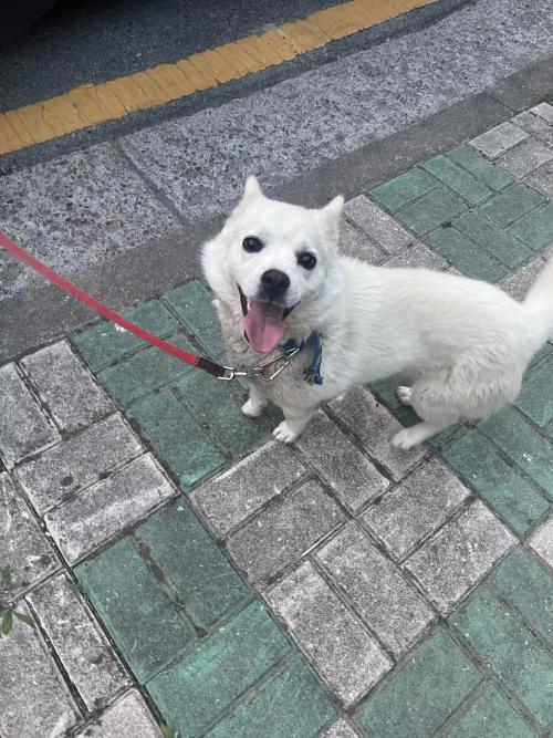 강아지 주인 찾아요