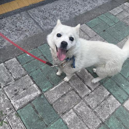 강아지 주인 찾아요