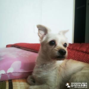 경기 광명시 하안동에서 강아지를 잃어버렸어요