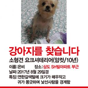강아지를 애타게 찾습니다