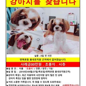 시츄/암컷/7세/초롱이를 찾습니다.