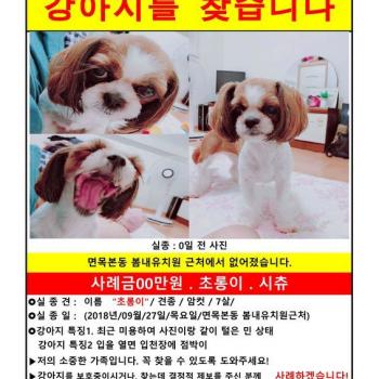 시츄/암컷/7세/초롱이를 찾습니다.