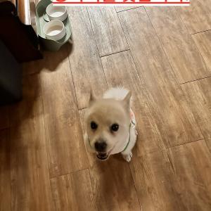 의정부 강아지를 찾습니다.