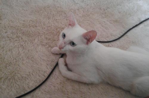 [부천 송내,중동] 사람 그리워 하는 터앙이 주인을 찾습니다.