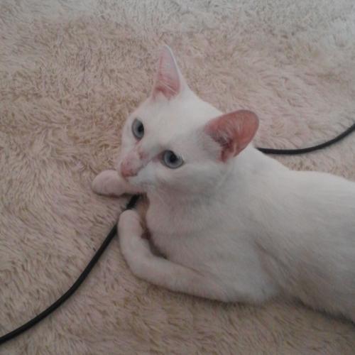 [부천 송내,중동] 사람 그리워 하는 터앙이 주인을 찾습니다.